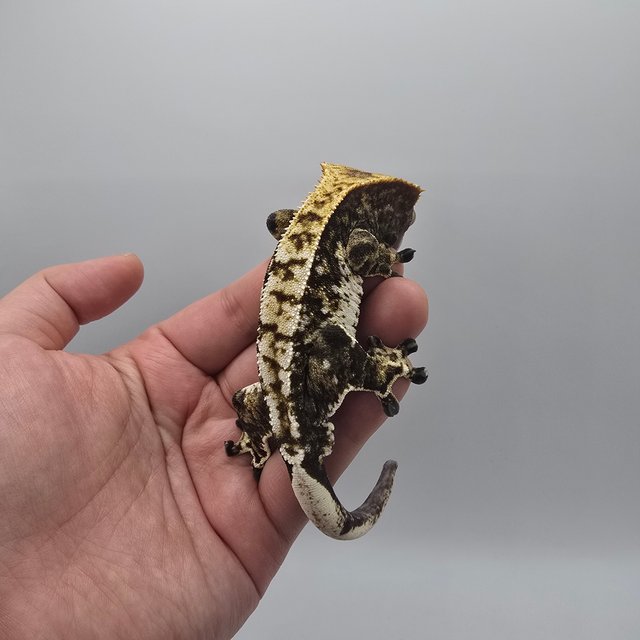 트라이 익스트림할리퀸