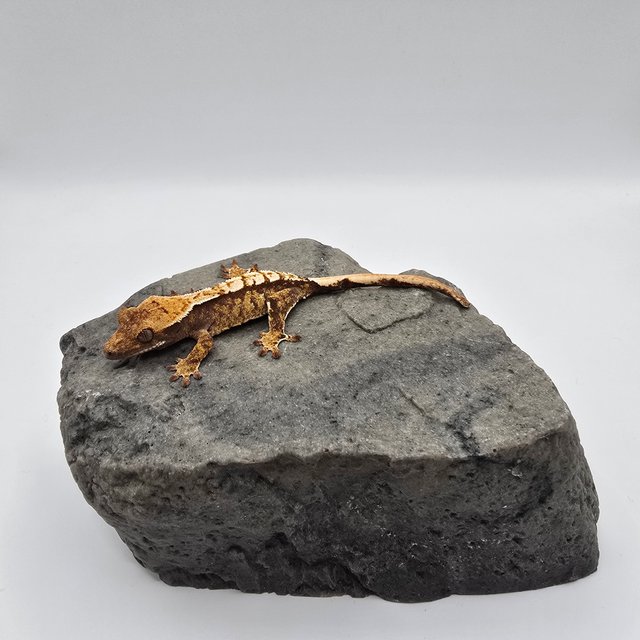 트라이 익스트림할리퀸