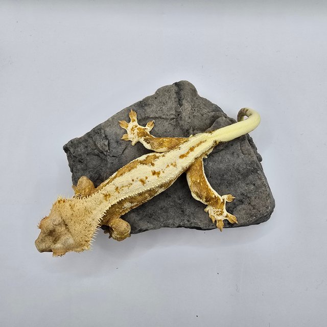 크림 릴리화이트