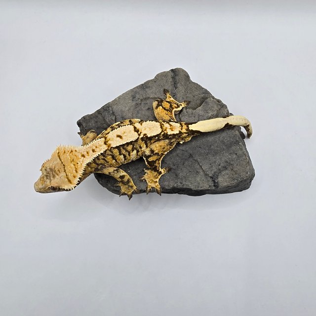 트라이 익스트림할리퀸