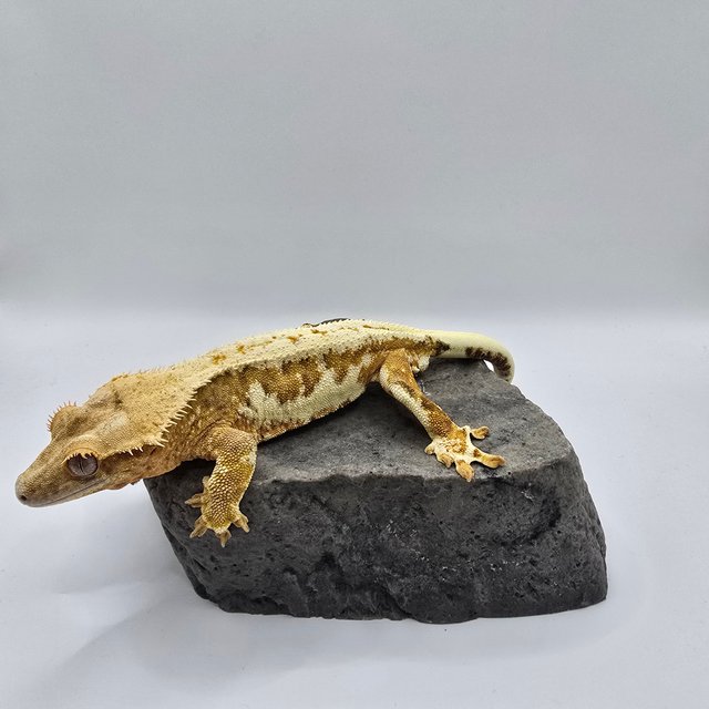 크림 릴리화이트