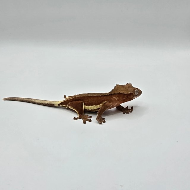 레드 바이 쿼드