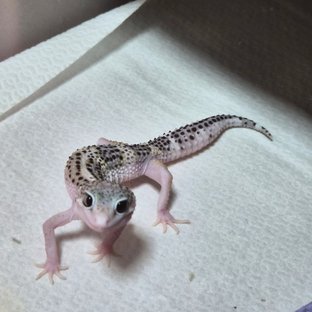 블랙나이트 스노우 이클립스