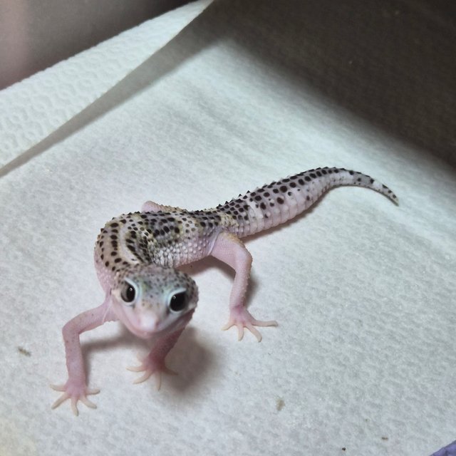 블랙나이트 스노우 이클립스