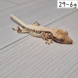 릴리화이트 솔리드백 풀핀