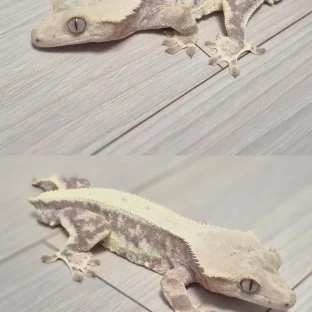 릴리화이트 솔리드백 풀핀