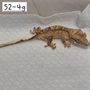 52