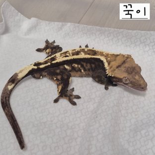 꾹이