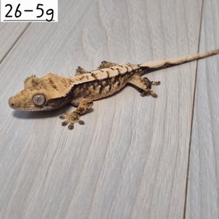 노멀 익스트림할리퀸