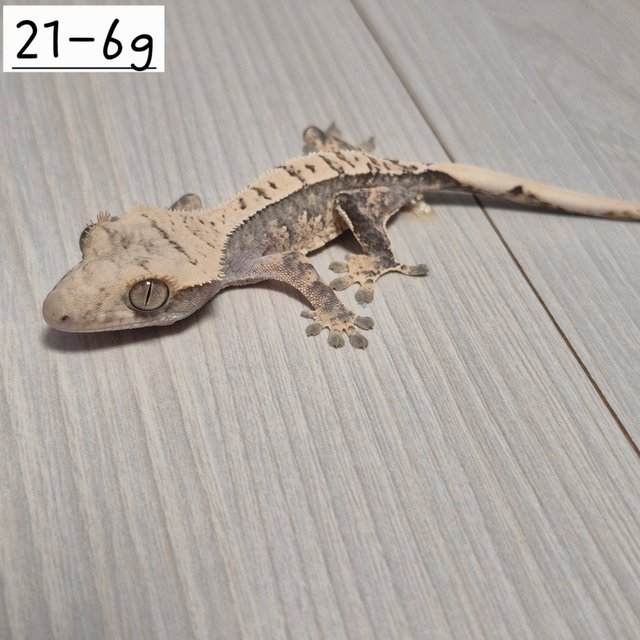 노멀 익스트림할리퀸