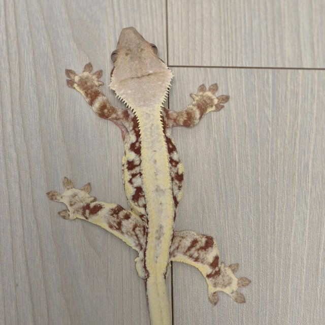 릴리화이트 솔리드백 레드