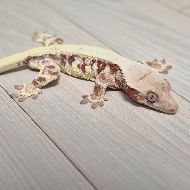 릴리화이트 솔리드백 레드