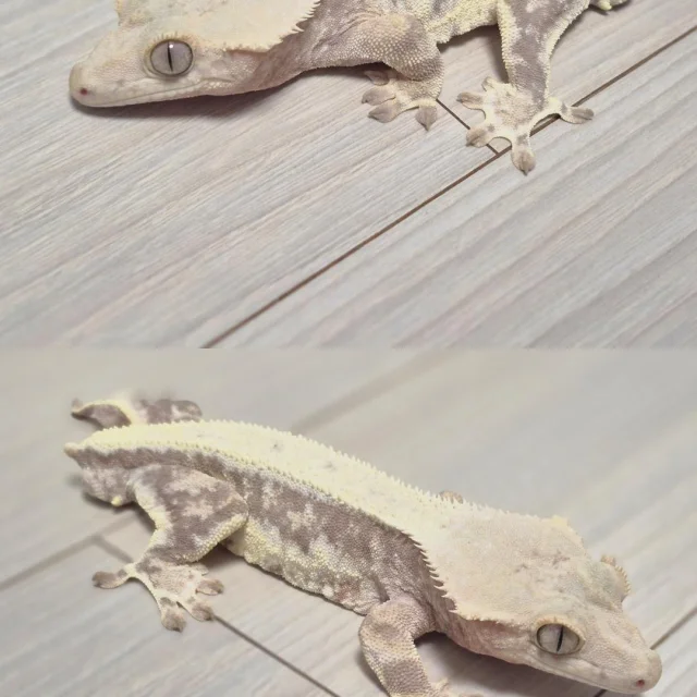 릴리화이트 솔리드백 풀핀