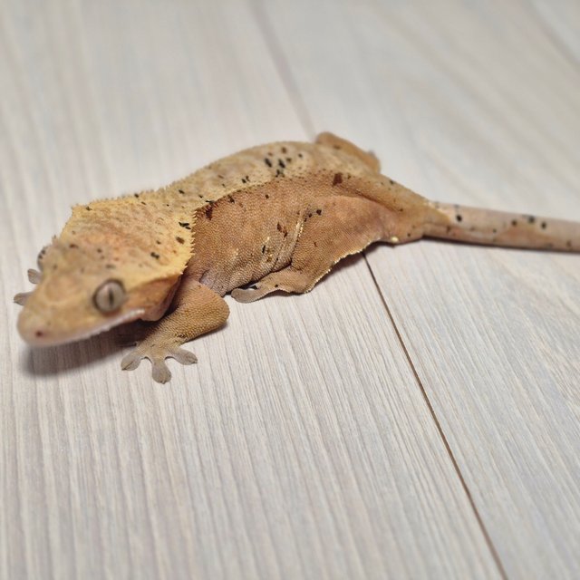 노멀 텐저린 달마시안