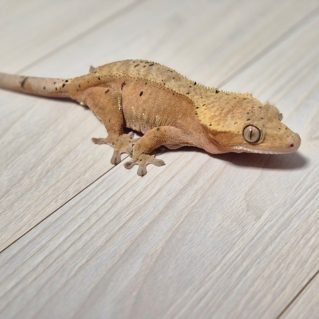 노멀 텐저린 달마시안