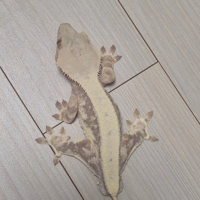 릴리화이트 솔리드백 풀핀