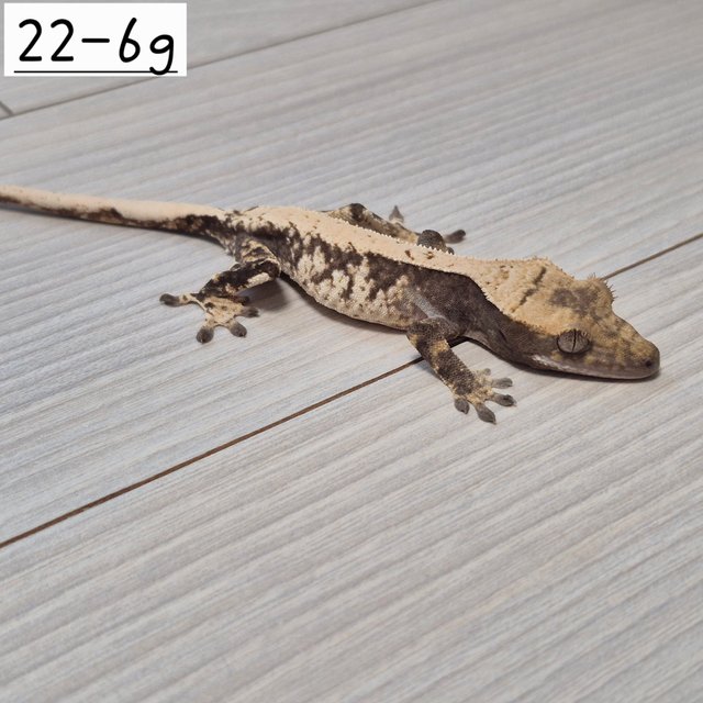 노멀 익스트림할리퀸