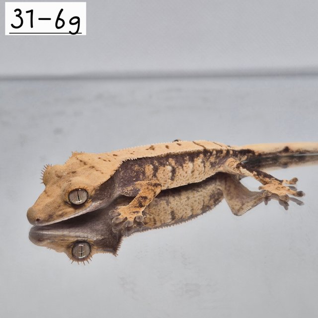 노멀 트라이 익스트림할리퀸