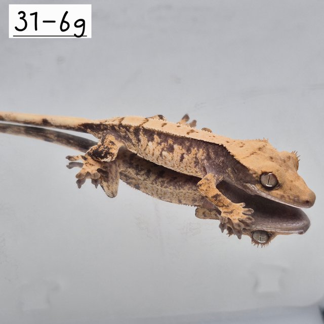 노멀 트라이 익스트림할리퀸