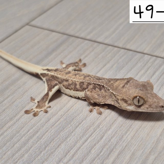 릴리화이트 팬텀