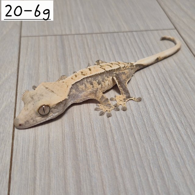 노멀 익스트림할리퀸