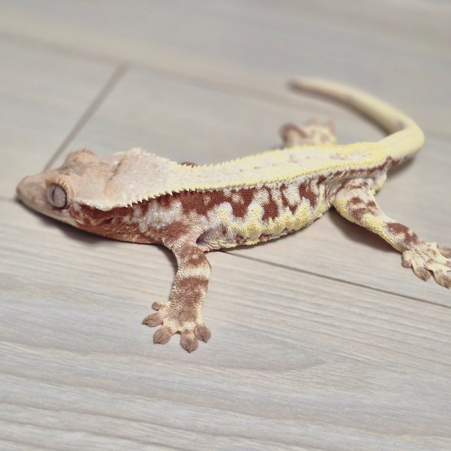 릴리화이트 솔리드백 레드