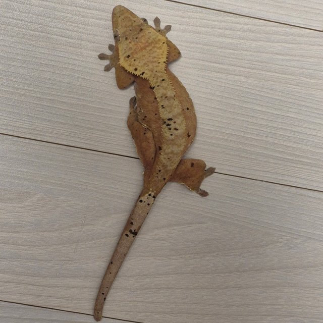 노멀 텐저린 달마시안