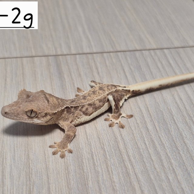 릴리화이트 팬텀