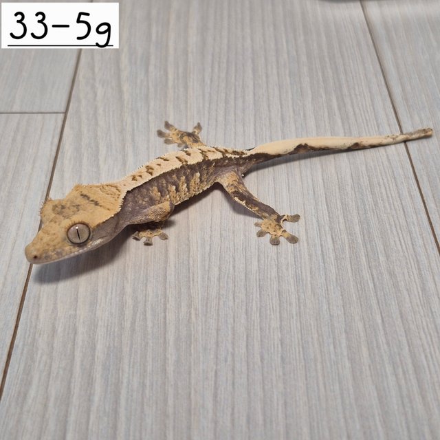 노멀 익스트림할리퀸