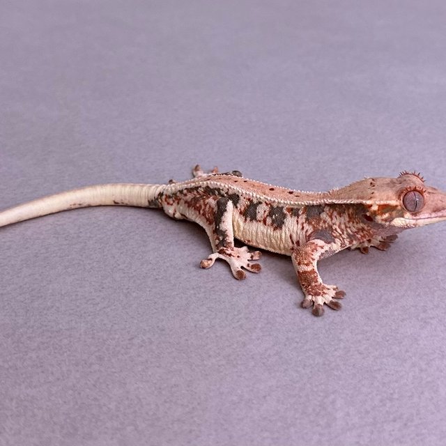 트라이 릴리화이트