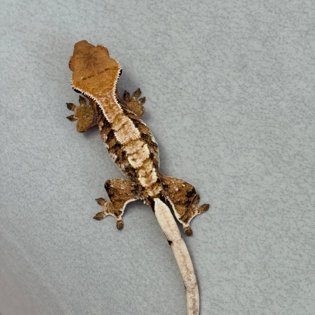 텐저린 익스트림할리퀸 할리퀸 트라이