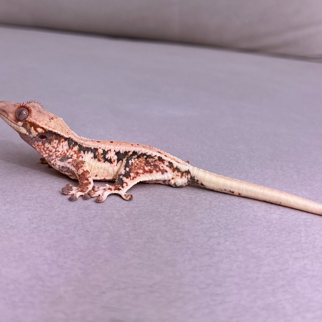 트라이 릴리화이트