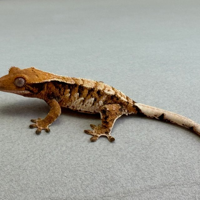 텐저린 익스트림할리퀸 할리퀸 트라이