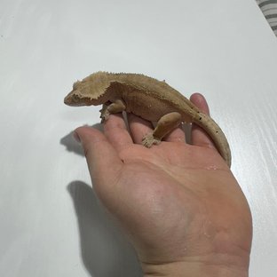 바이 달마시안 벅스킨 레드