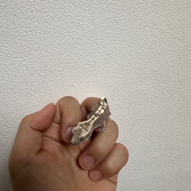 아잔틱