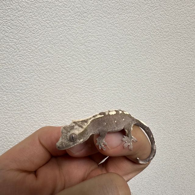아잔틱