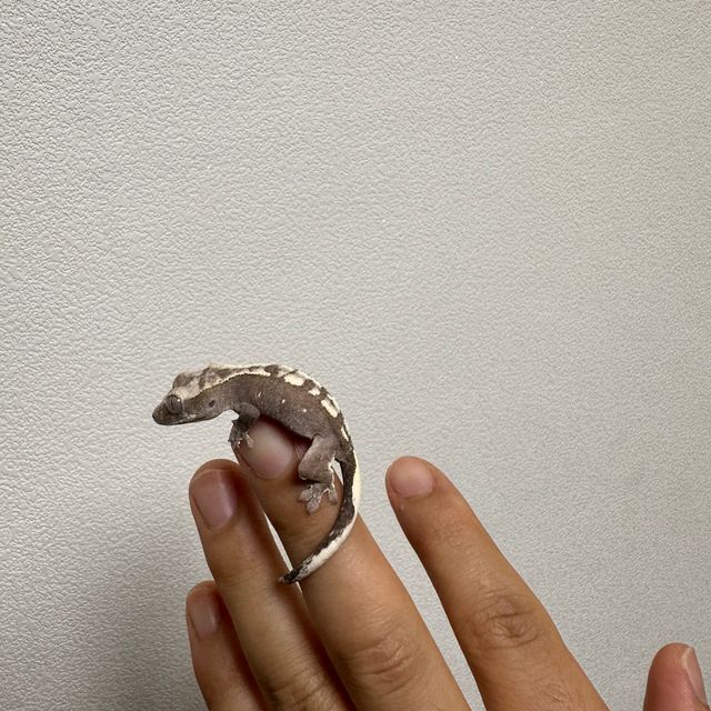 아잔틱