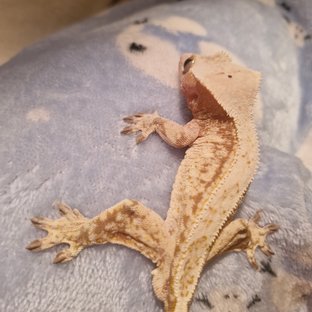 레드 릴리화이트