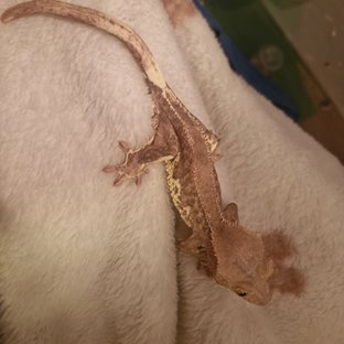 팬텀 릴리화이트