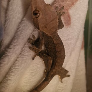 100%헷아잔틱 챠콜