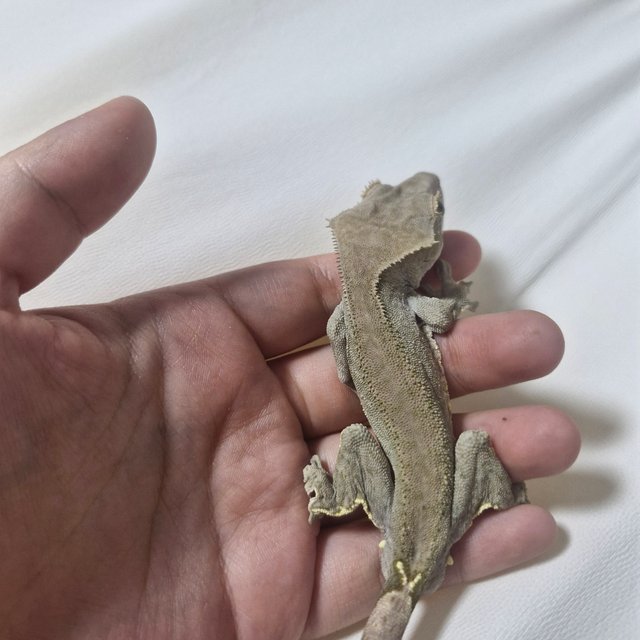 100%헷아잔틱 챠콜