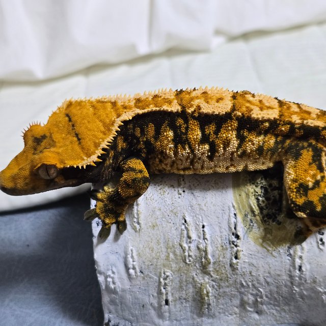 노멀 트라이 익스트림할리퀸 텐저린