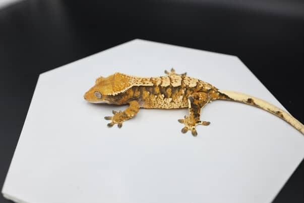 노멀 트라이 익스트림할리퀸