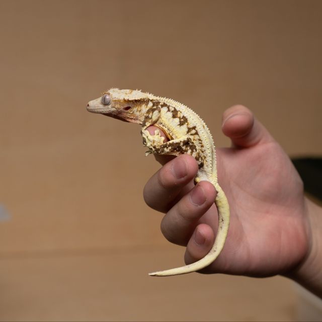 바브 릴리화이트