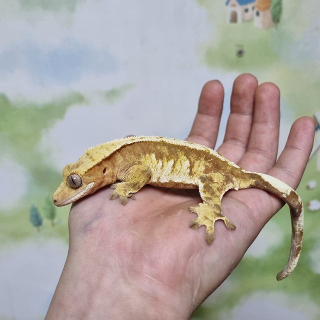 노멀 트라이 익스트림할리퀸 레드