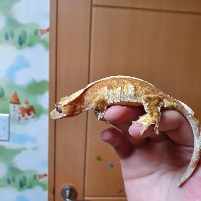노멀 트라이 익스트림할리퀸 레드