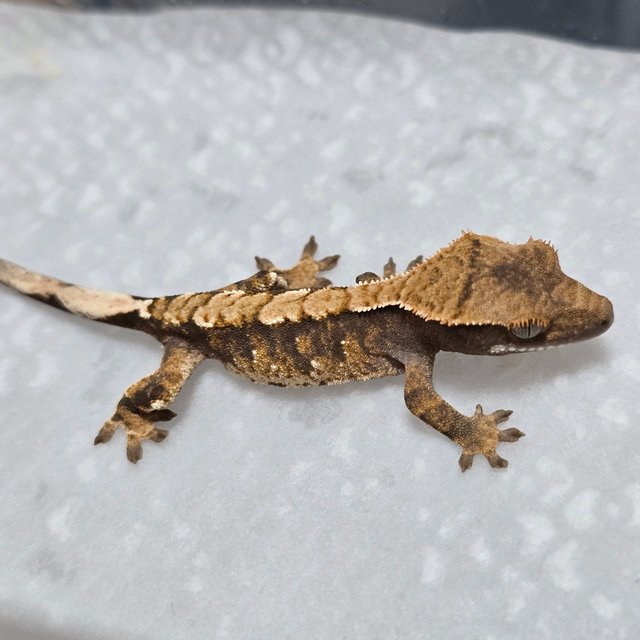 노멀 트라이 익스트림할리퀸