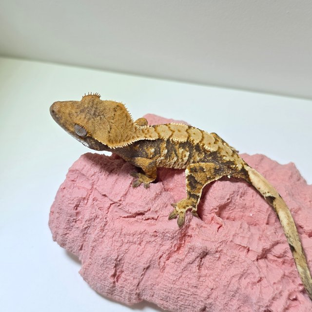 노멀 트라이 익스트림할리퀸