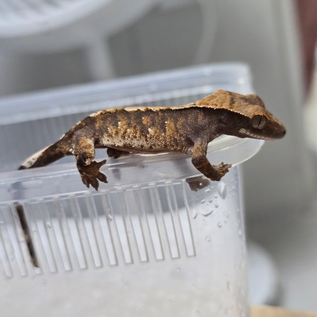 노멀 트라이 익스트림할리퀸