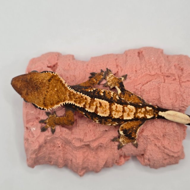 트라이 익스트림할리퀸